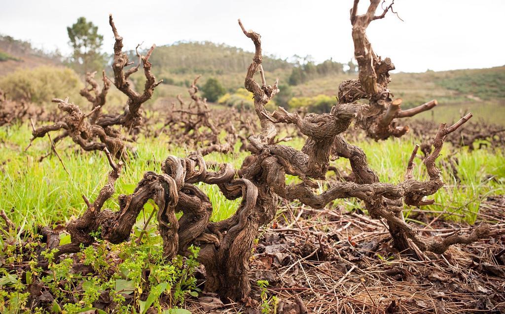 inversteren in de toekomst. Old Vine Project,