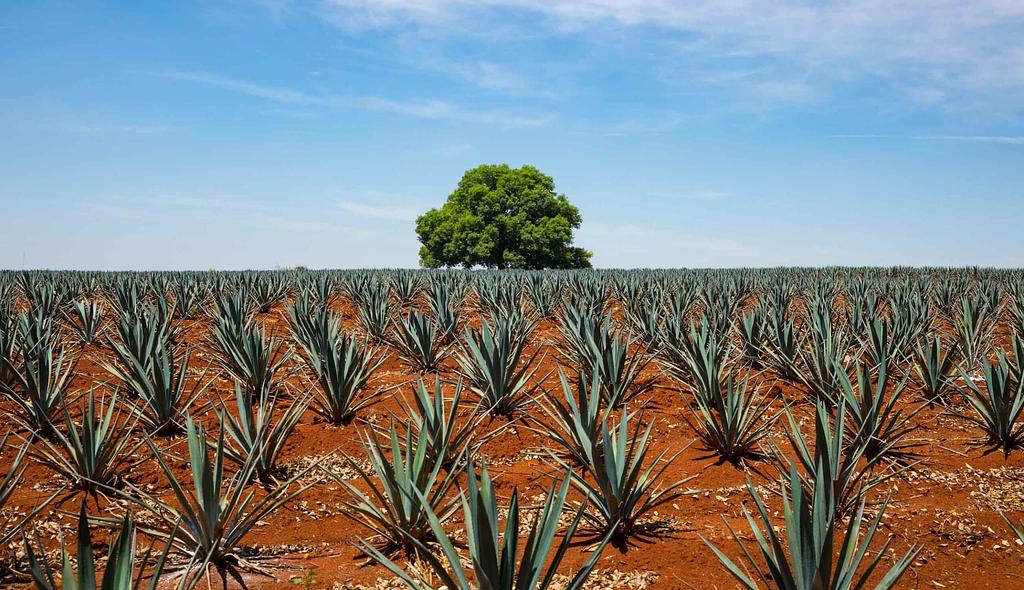 Tequila,